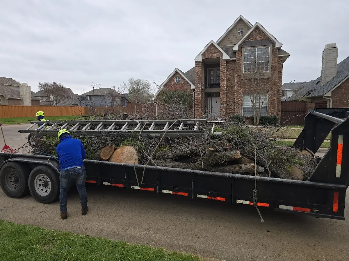 Expert Tree Removal with proper safety equipment in Morris